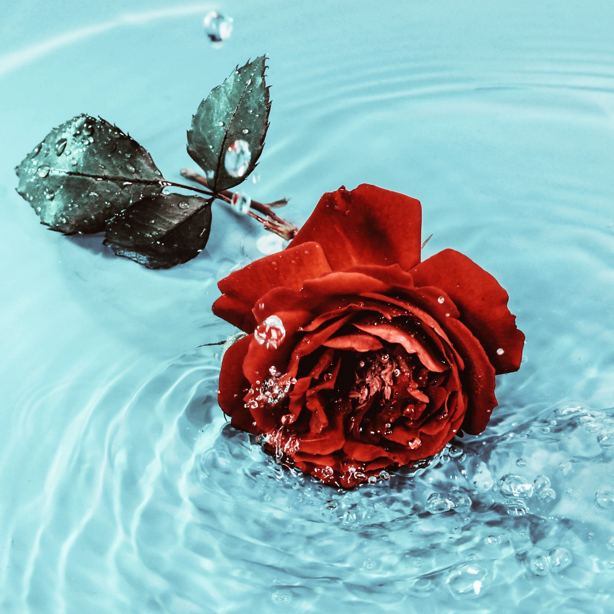 Red rose in water with green leaves and water droplets, aquatic scene
