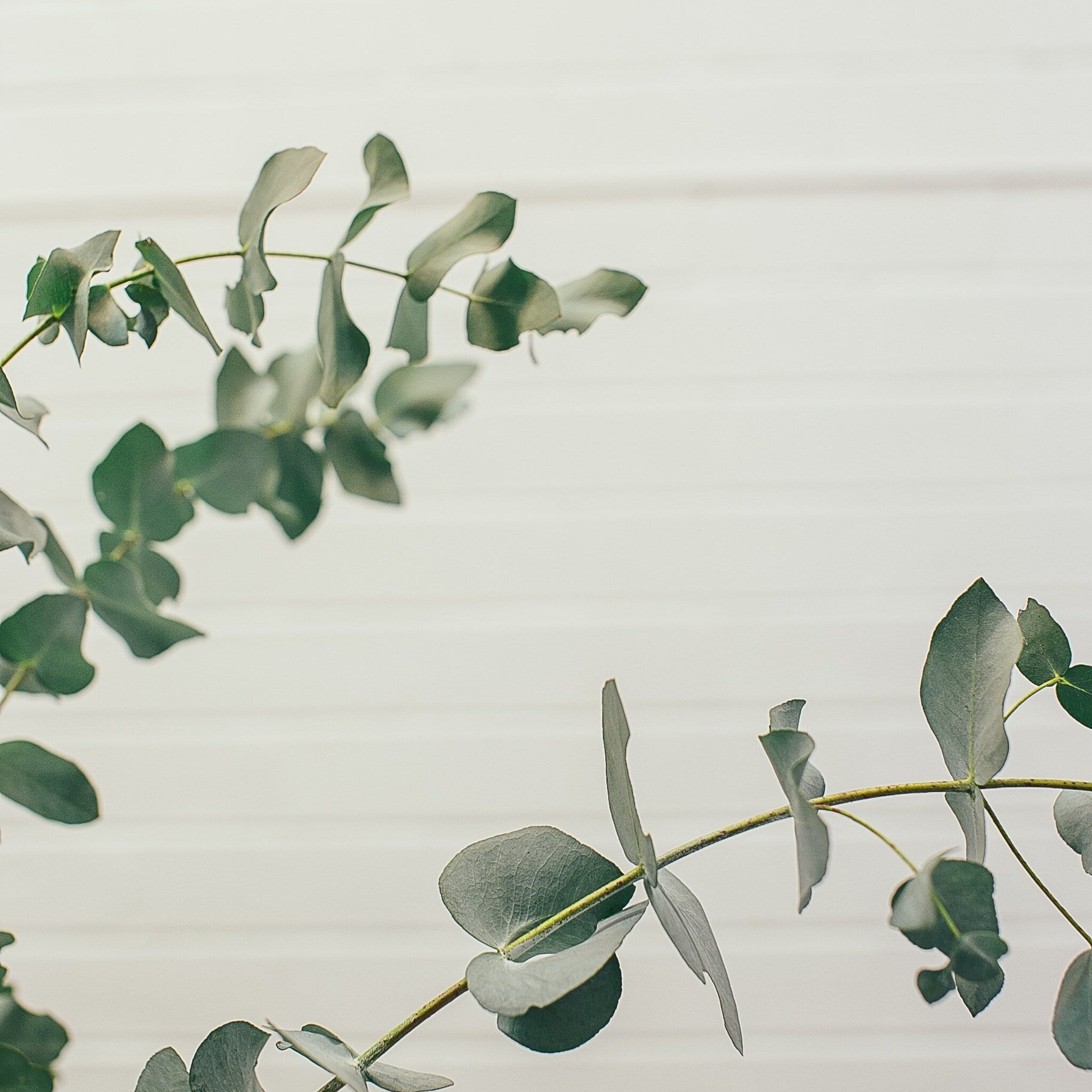 Eucalyptus leaves with green and grey tones on a white wood background