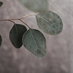 Eucalyptus leaves, muted green color, textured surface, close-up view