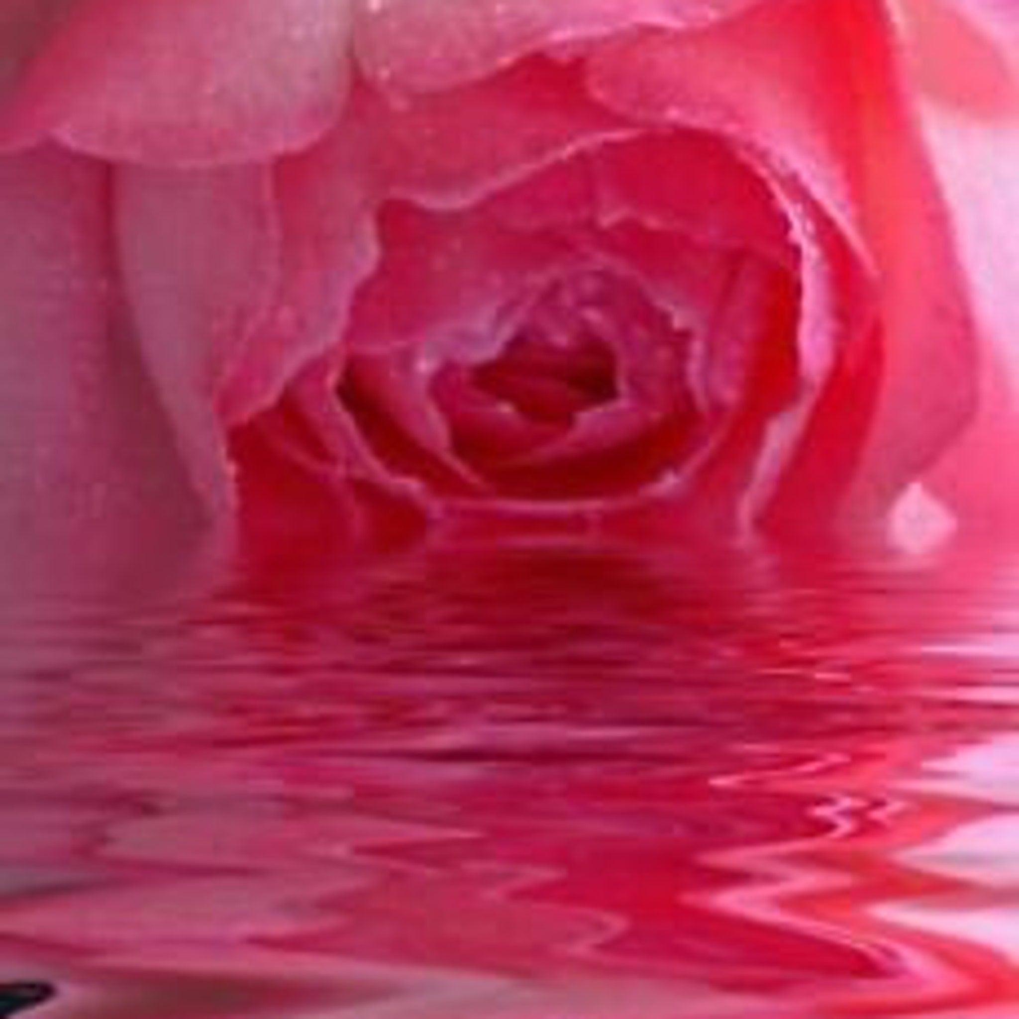 Pink rose petals reflected in rippled water, soft focus, floral pattern