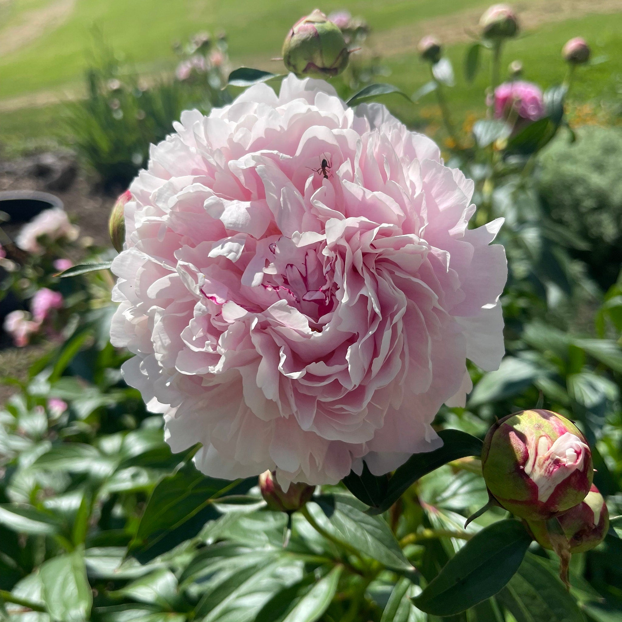 Pink peony flower with layered petals and green leaves in garden setting
