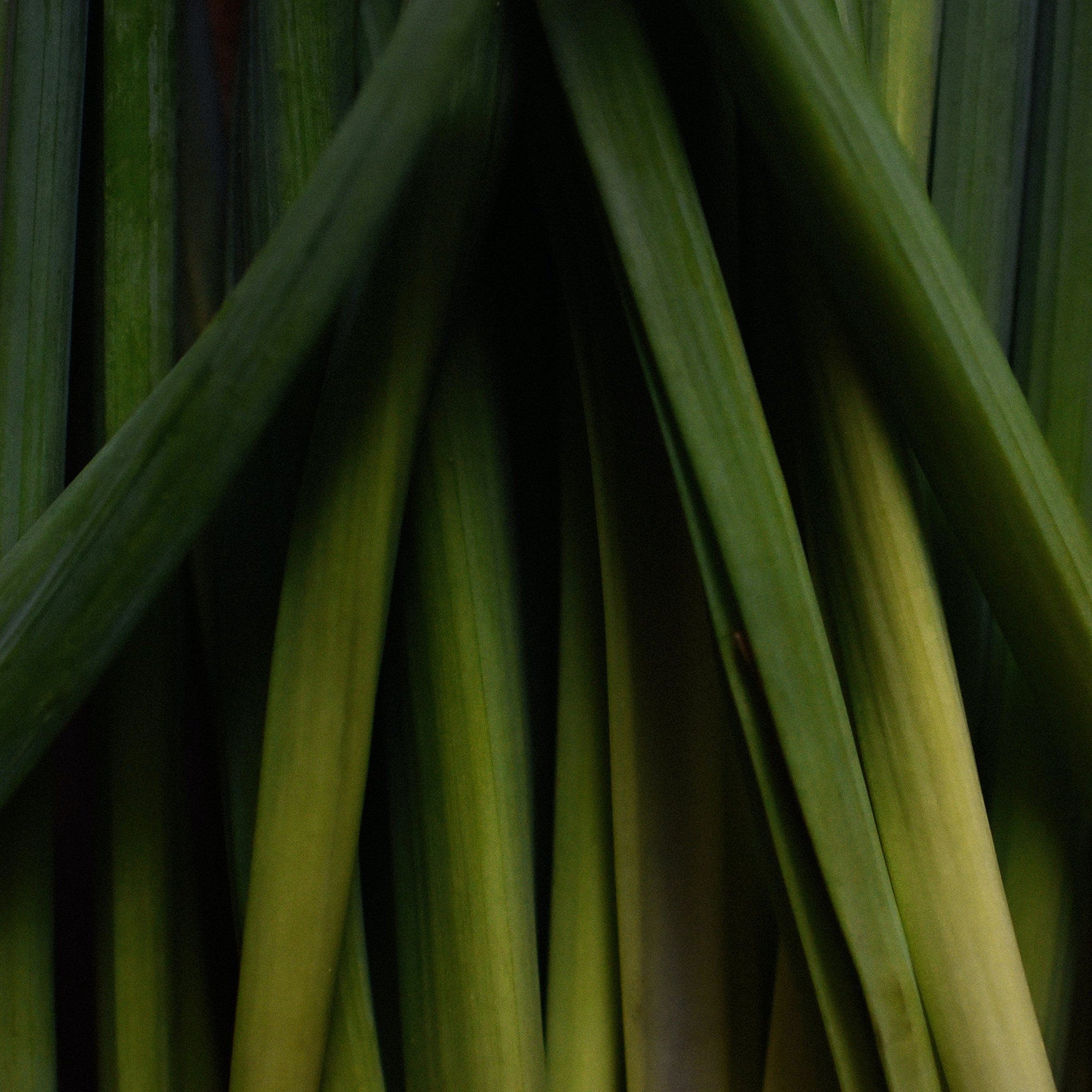 Green stems with varying shades, smooth texture, and angled arrangement