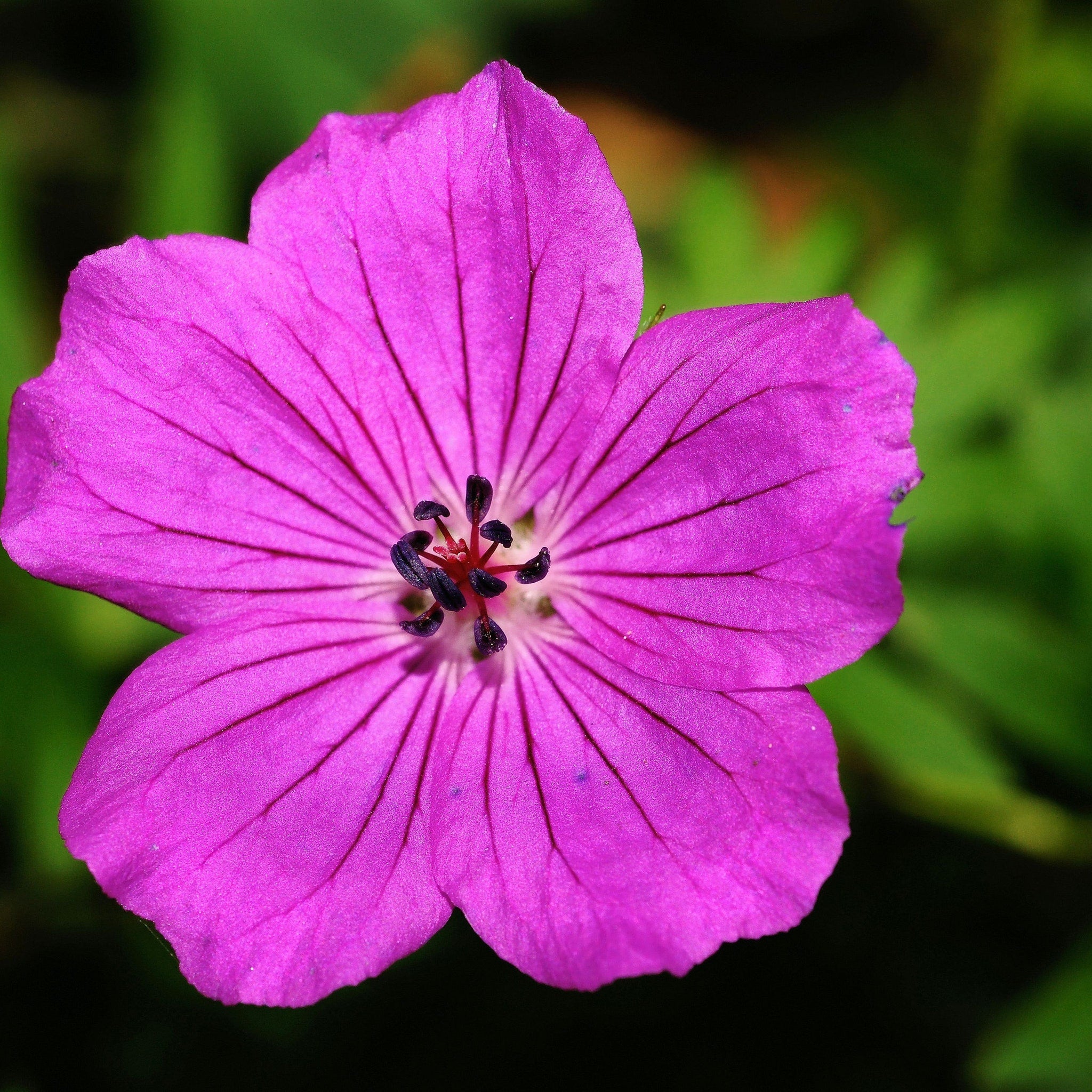 Pink flower with veined petals and dark center against green background
