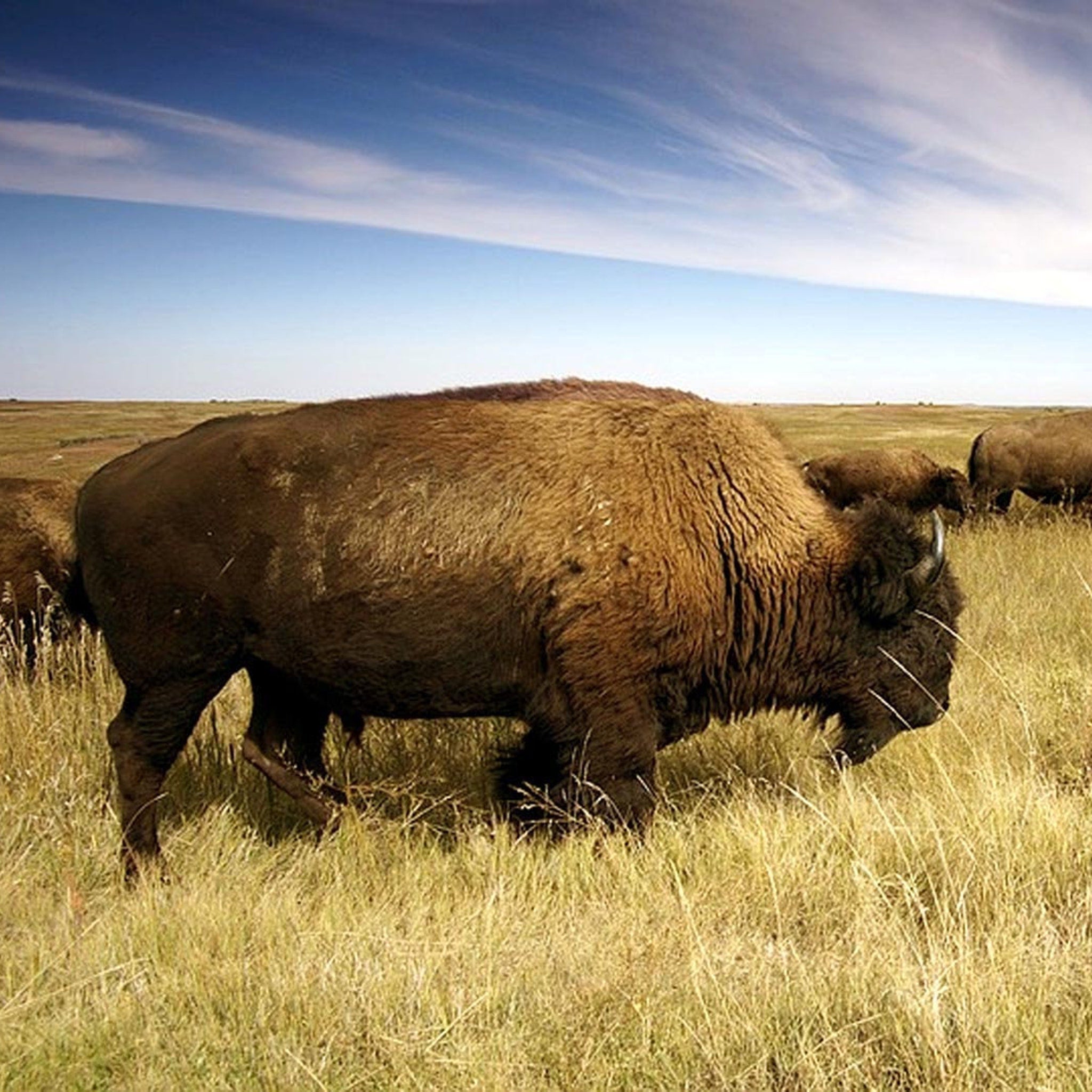 Bison grazing in field, brown fur, grassy environment, blue sky background