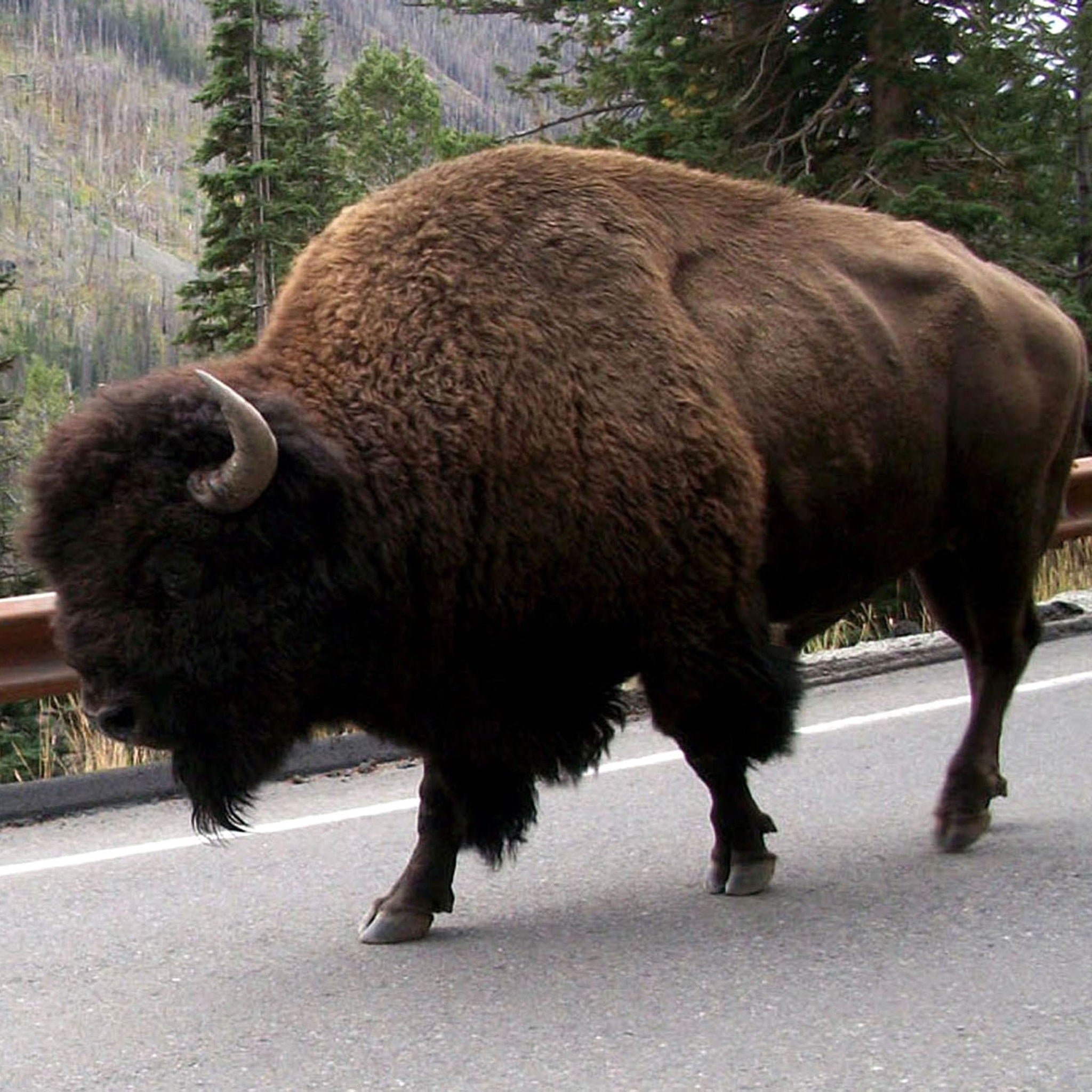 Bison walking on asphalt road, brown shaggy fur, dark head and horns