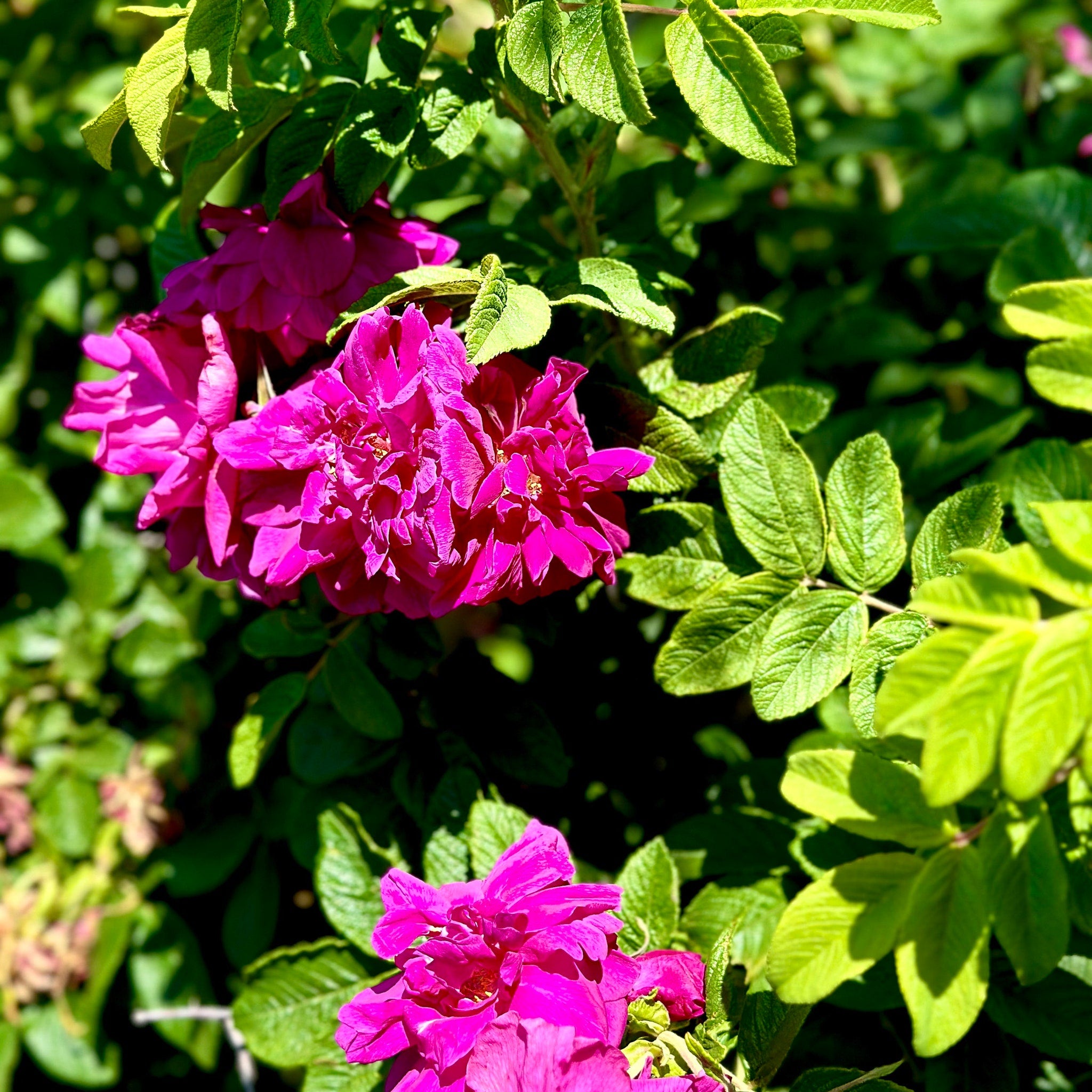 Pink flowers with green leaves, close-up shot of blooming blossoms in sunlight