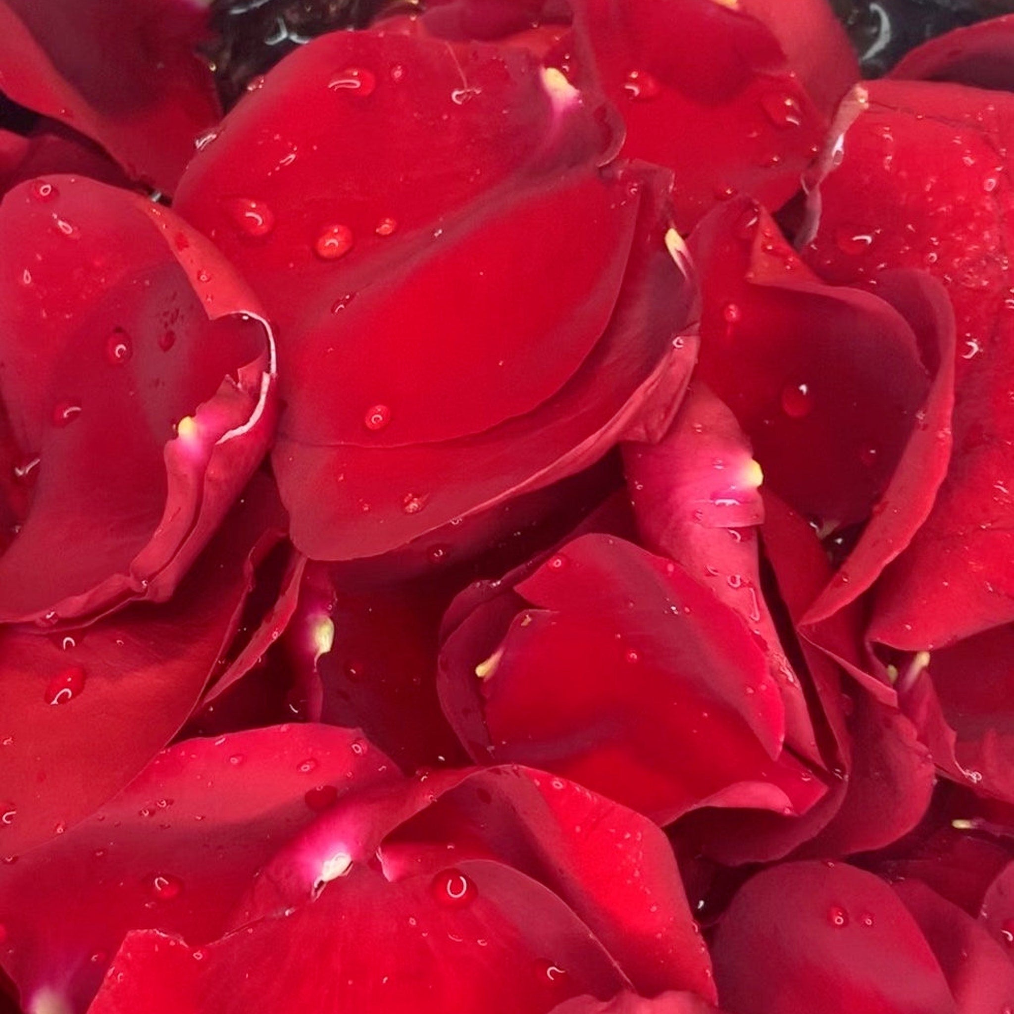 Hand misting rosewater toner onto face with clear glass spray bottle in natural light