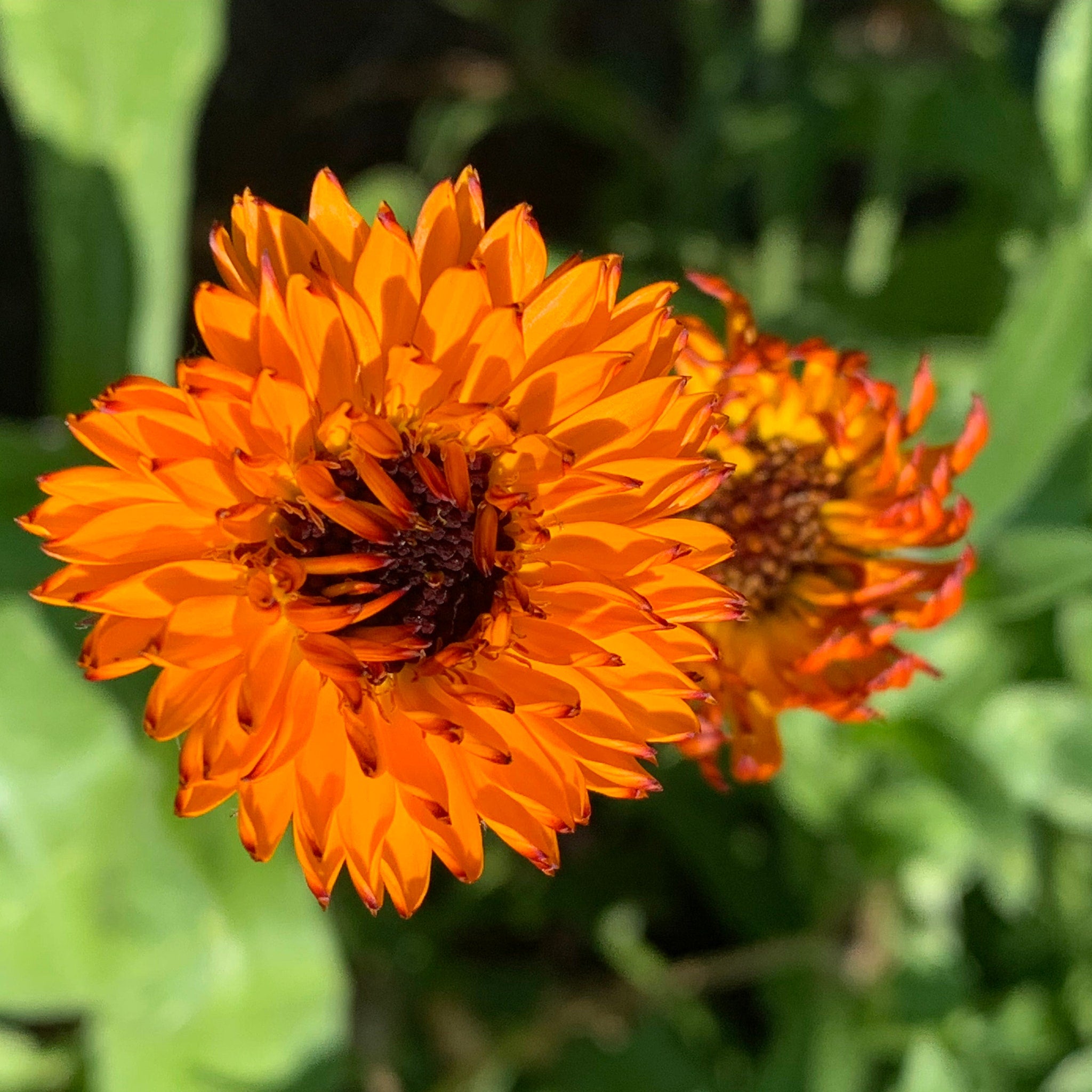 Orange flower with layered petals, dark center, and green background