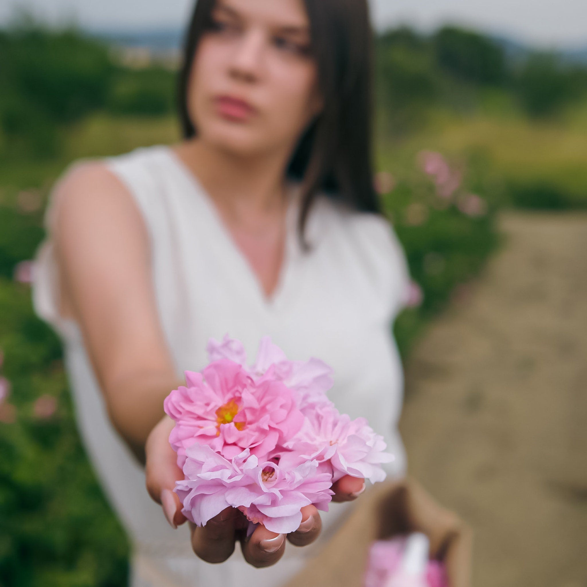 Pink flowers held in hand, soft petals, light pink color, in field setting