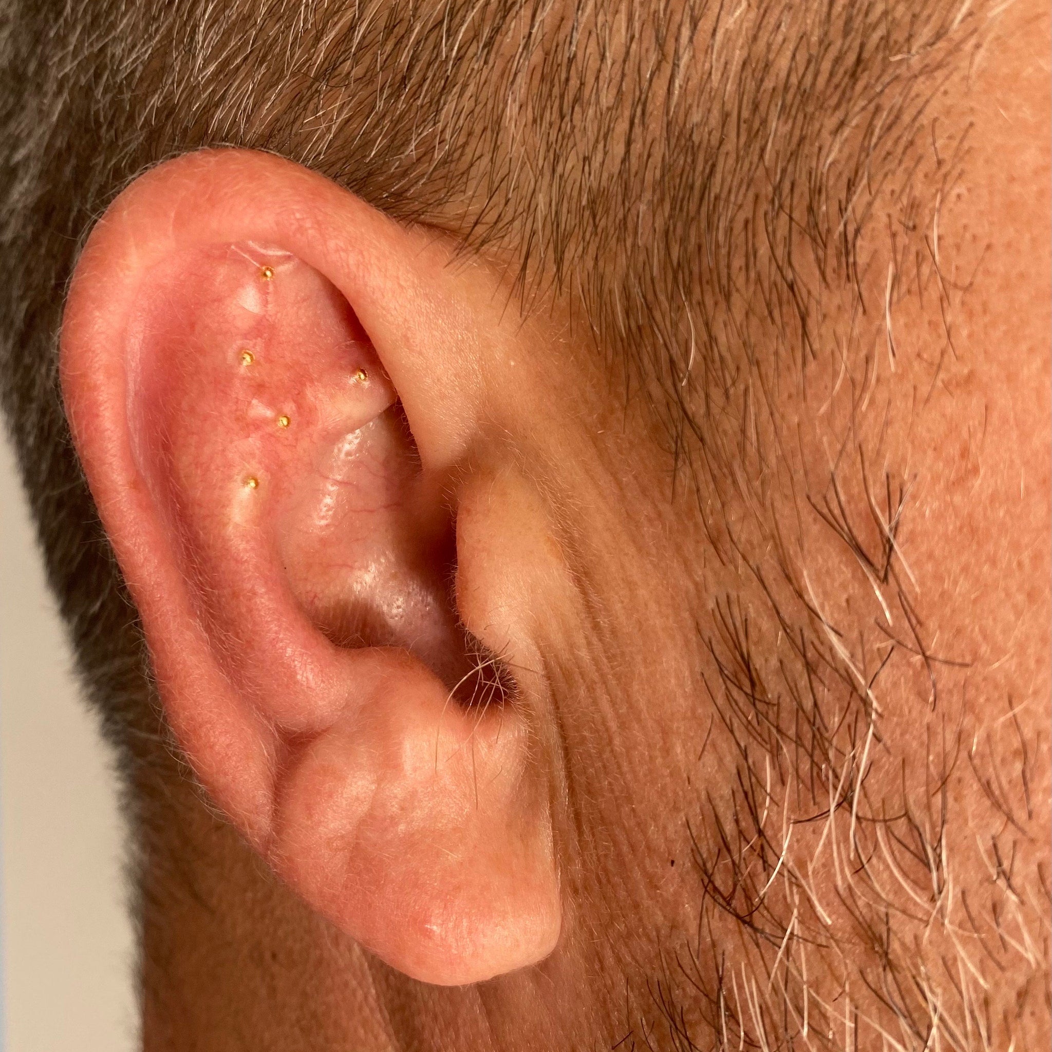 Ear with gold colored studs, close up view of human anatomy, with gray and brown hair