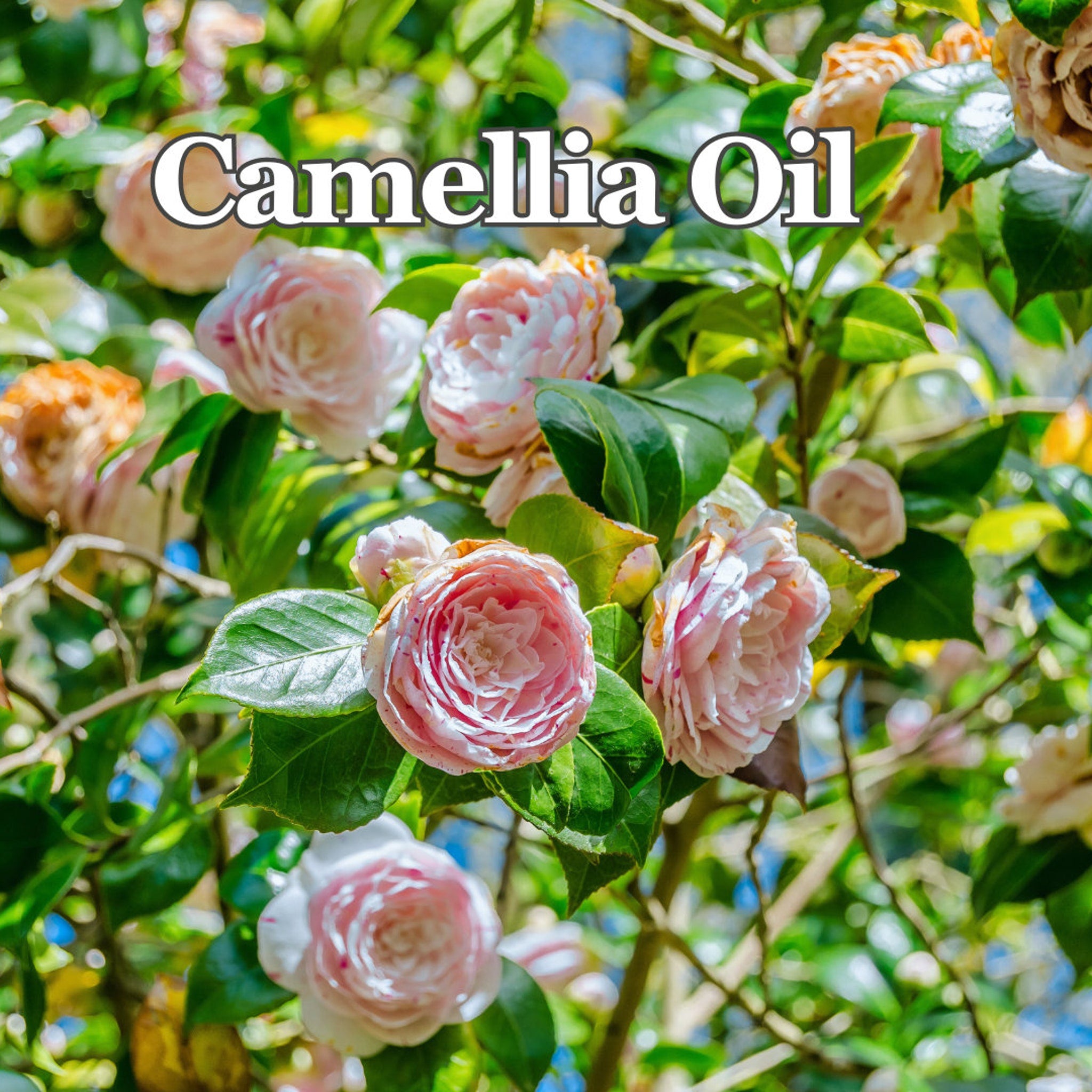 Camellia Oil with pink and white flowers and green leaves, Camellia Oil text overlay