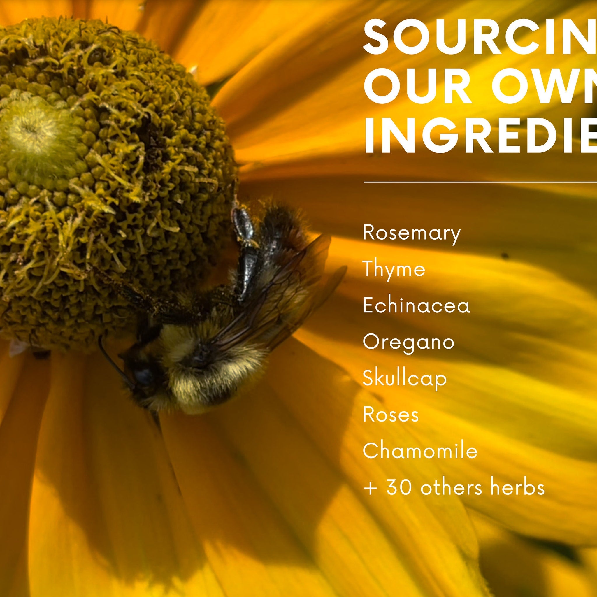 Yellow flower with bee, close-up of yellow petals and green center, with text about ingredients