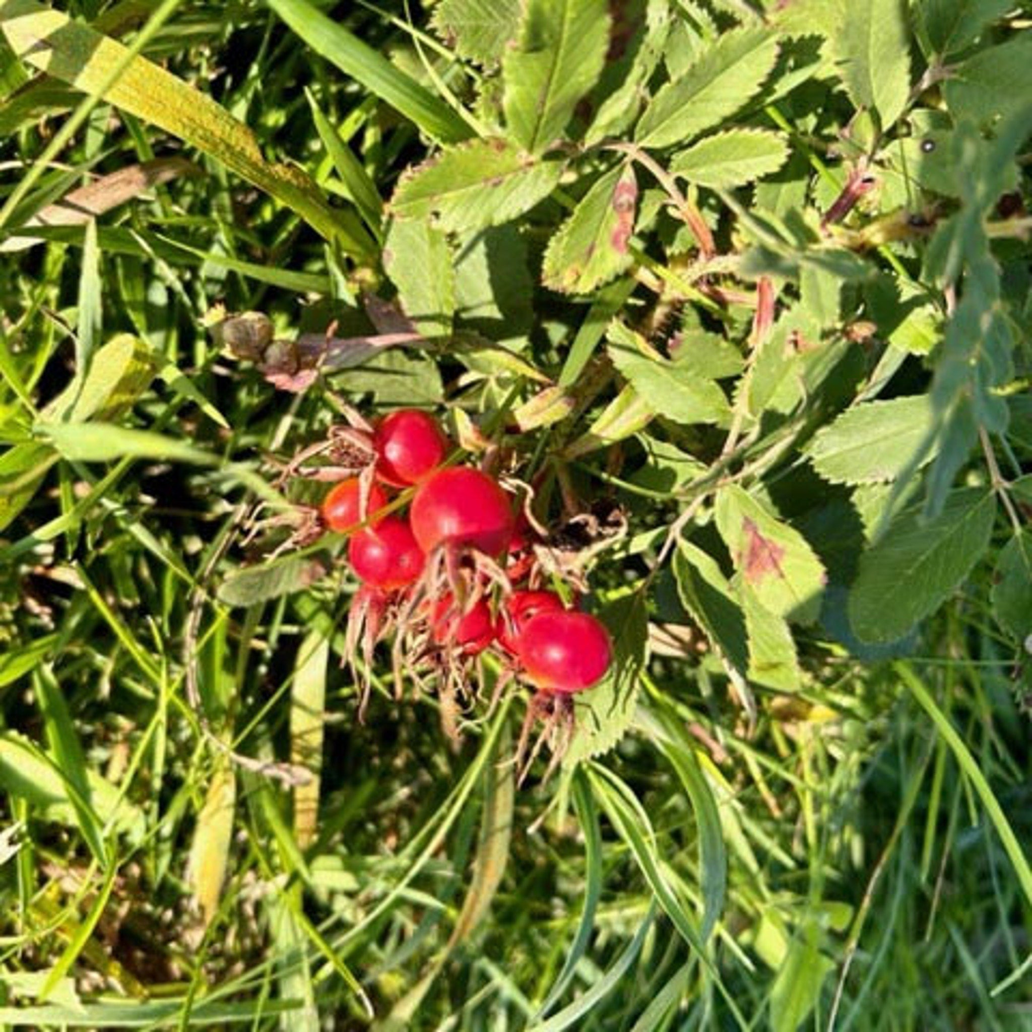 Rose hips with red berries, green leaves, and grass in natural sunlight.