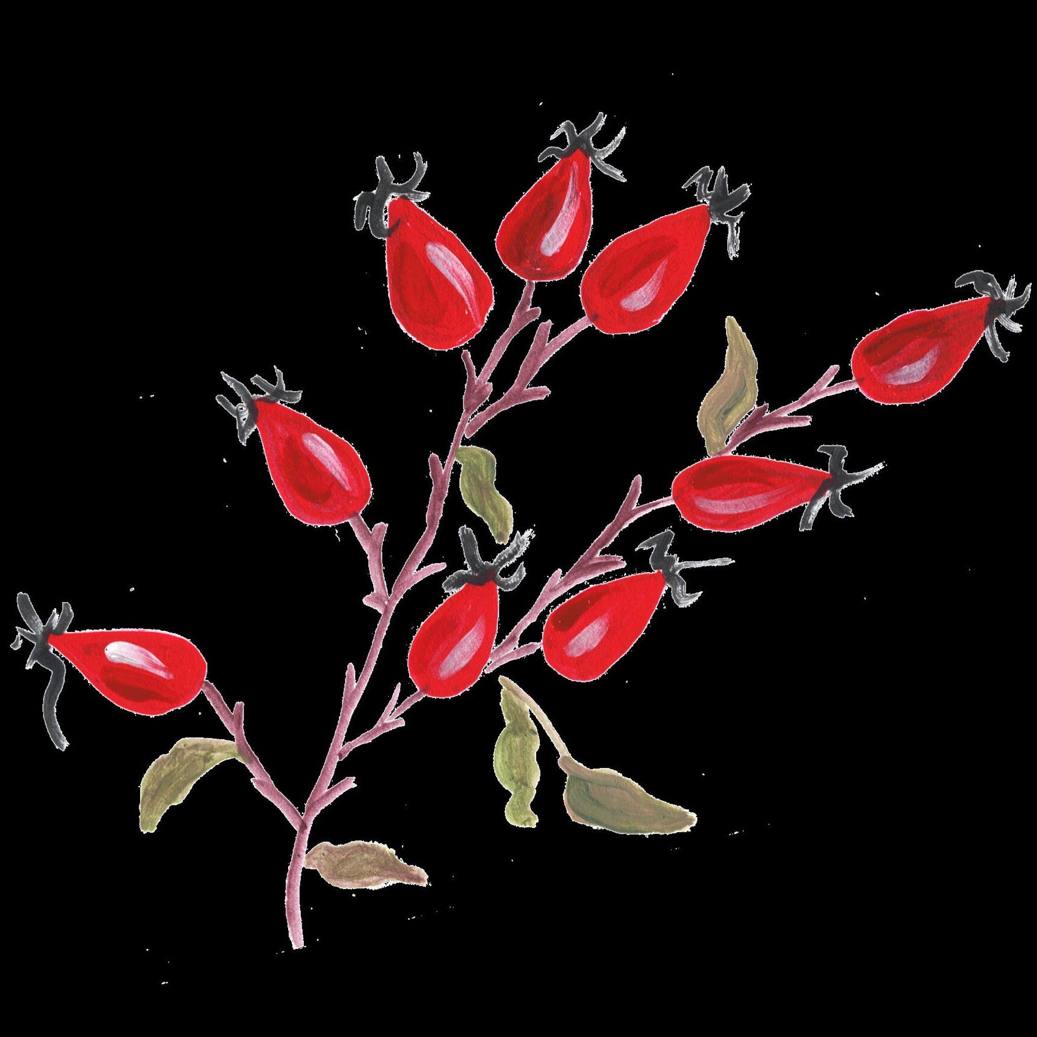 Rose hip illustration with red berries, green leaves, and brown stems against black background