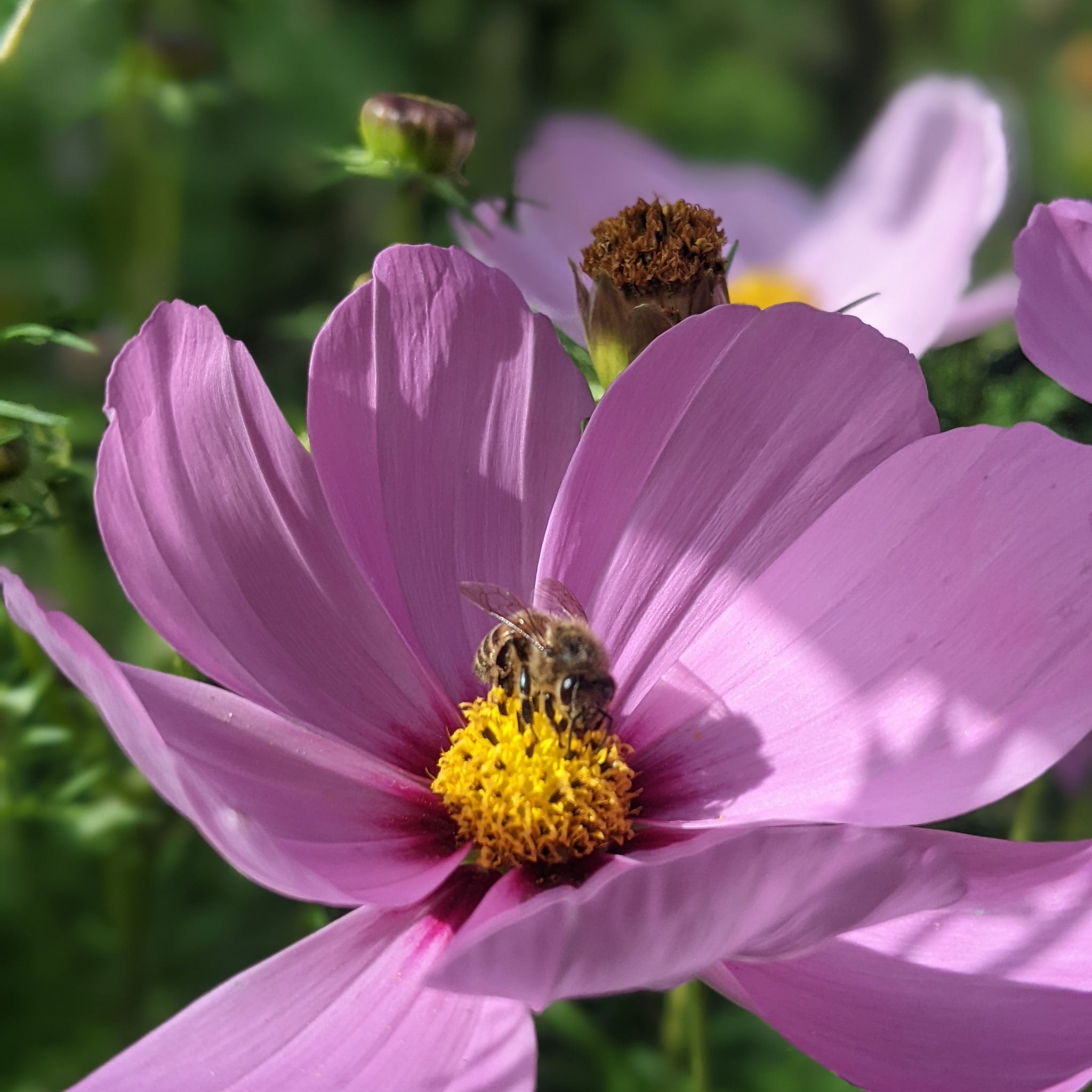 Pink flower with yellow center, bee pollinating, close-up shot