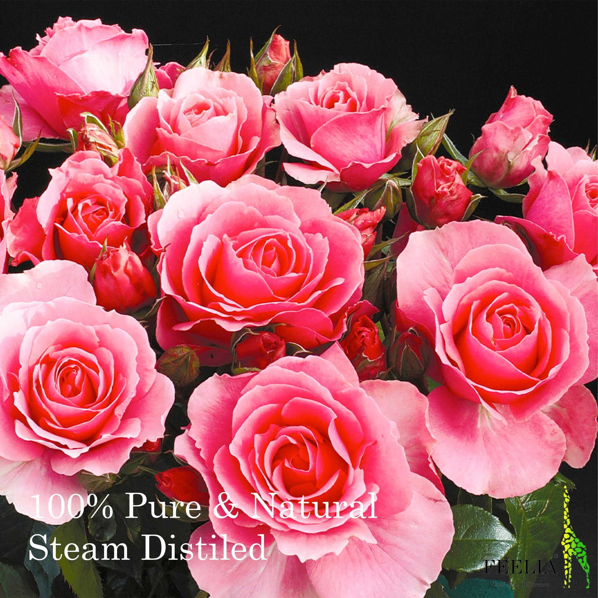 Pink roses with red centers, green leaves, and black background, FEELIA text visible