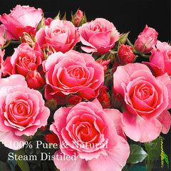 Pink roses with red centers, green leaves, and black background, FEELIA text visible