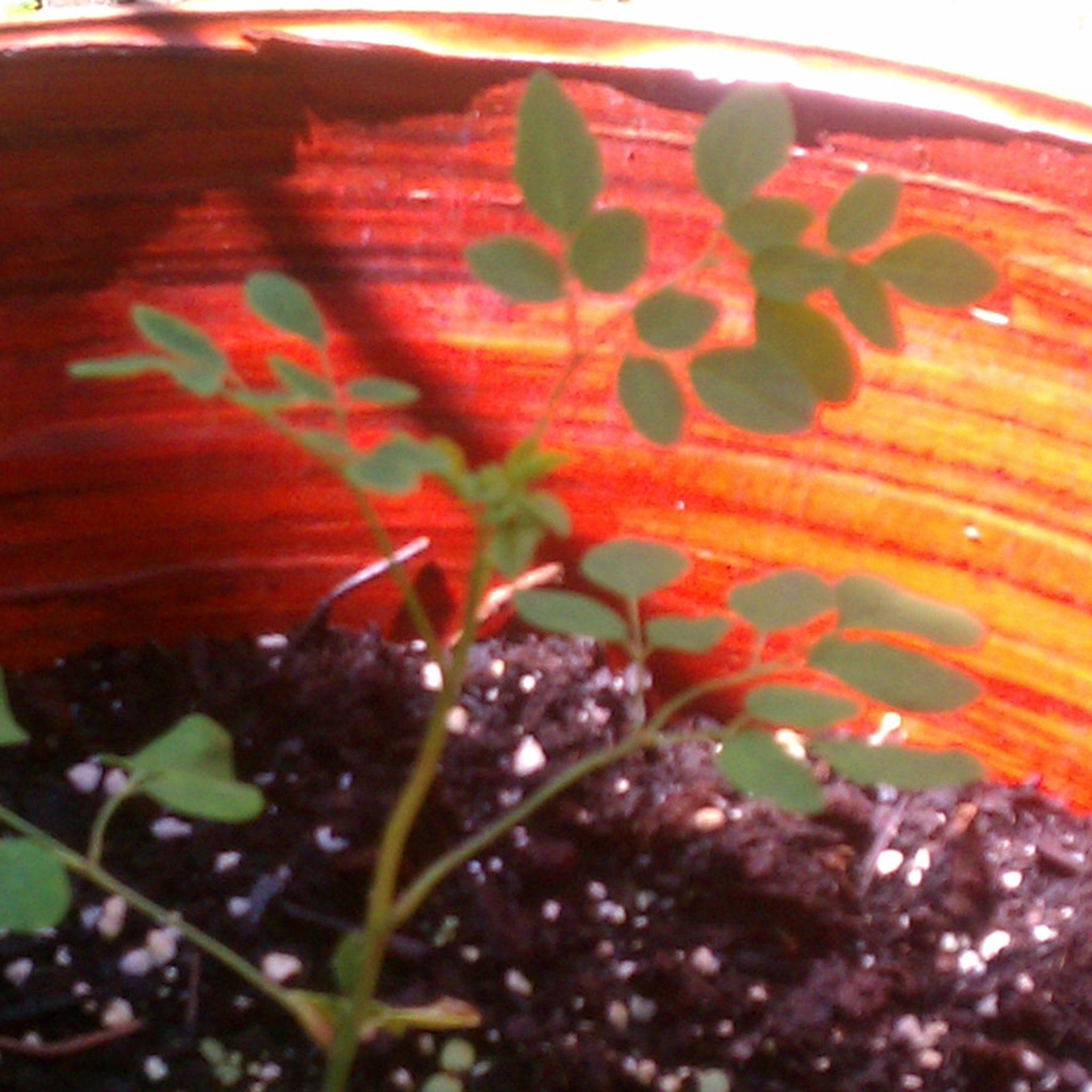 Green plant with small leaves, growing in brown soil, inside a red pot