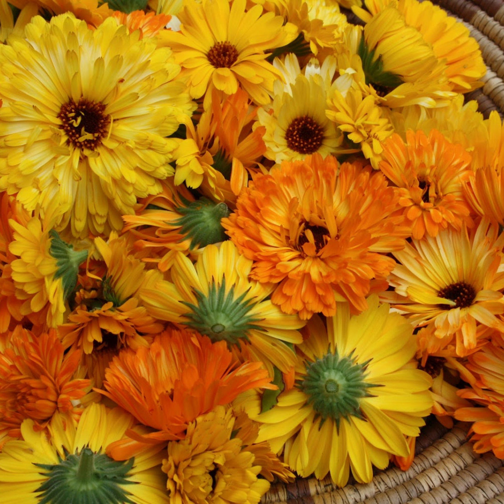 Calendula flowers in yellow and orange hues, with brown centers, in a woven basket
